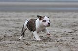 BOULEDOGUE AMERICAIN 241